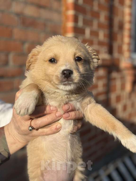 Собаки в Белореченске: Щенки Разнополые, Бесплатно - фото 3