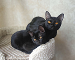 Кошки в Санкт-Петербурге: Бомбейские котята Мальчик, Бесплатно - фото 4
