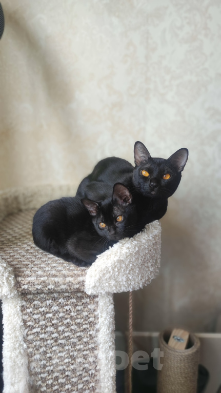 Кошки в Санкт-Петербурге: Бомбейские котята Мальчик, Бесплатно - фото 4