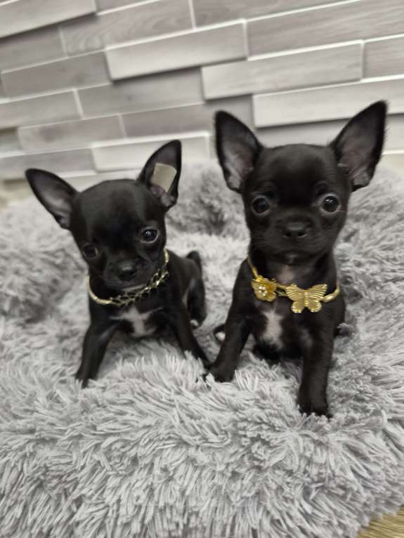 Собаки в Воронеже: Мальчишки Мальчик, Бесплатно - фото 2