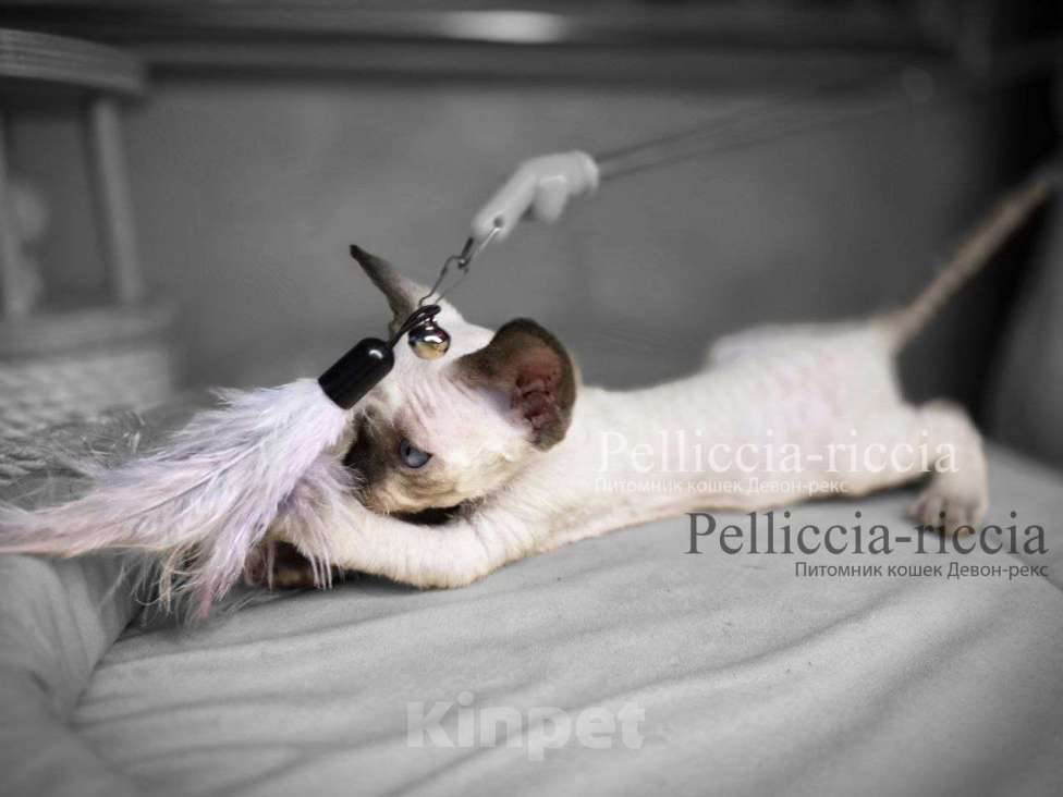 Кошки в Москве: голубоглазые котята девон-рекс Мальчик, 110 000 руб. - фото 1
