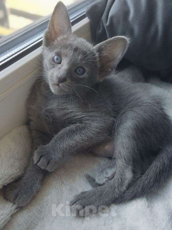 Кошки в Москве: Ориентальная девочка Девочка, 65 000 руб. - фото 7