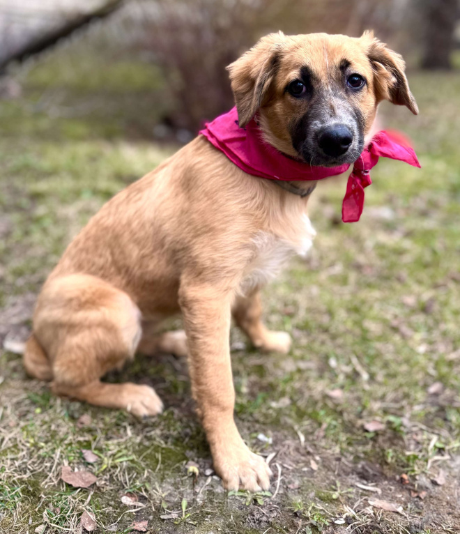 Собаки в Москве: Щенок Мия ищет дом Девочка, Бесплатно - фото 1