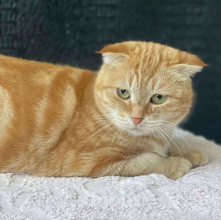 Кошки в Москве: Рыжая кошечка в добрые руки 🧡 Девочка, Бесплатно - фото 3