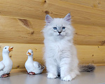 Кошки в Санкт-Петербурге: Невские маскарадные котята Мальчик, 50 000 руб. - фото 1