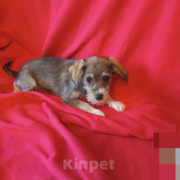 Собаки в Санкт-Петербурге: Щенок в добрые руки Девочка, Бесплатно - фото 2