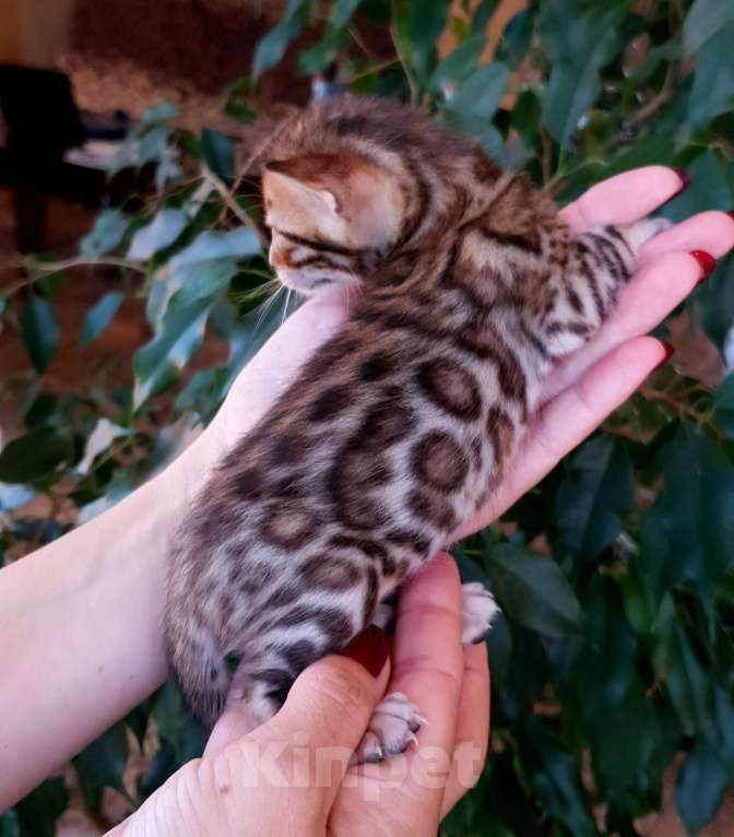 Кошки в Симферополе: Бенгальская девочка  Девочка, 30 000 руб. - фото 4