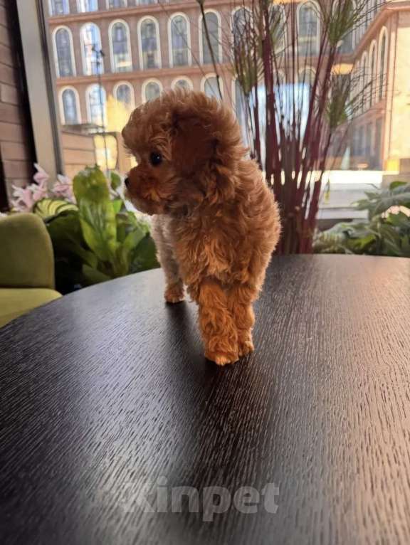 Собаки в Москве: Мальтипу Мальчик, 160 руб. - фото 8