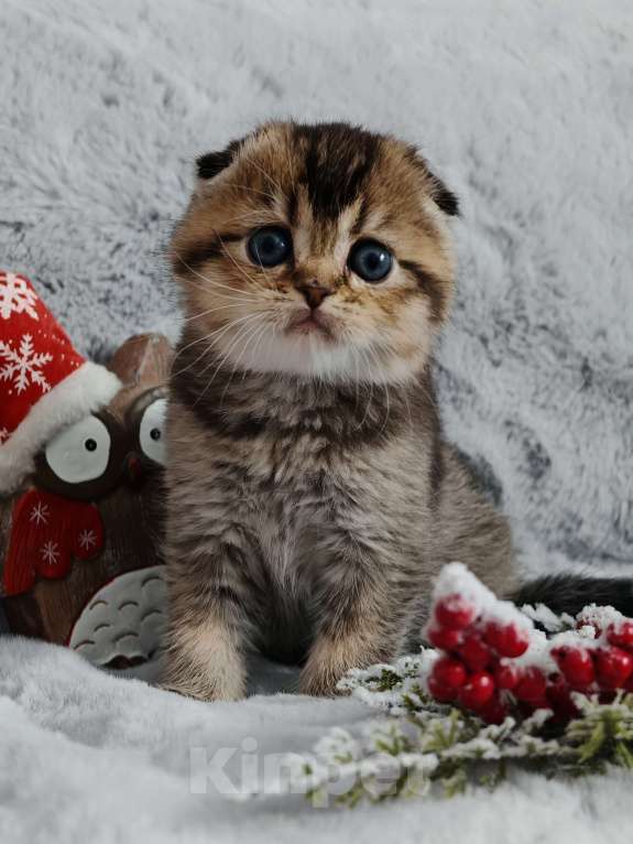 Кошки в Москве: Породистые шотландские котята помёт N Девочка, 65 000 руб. - фото 4