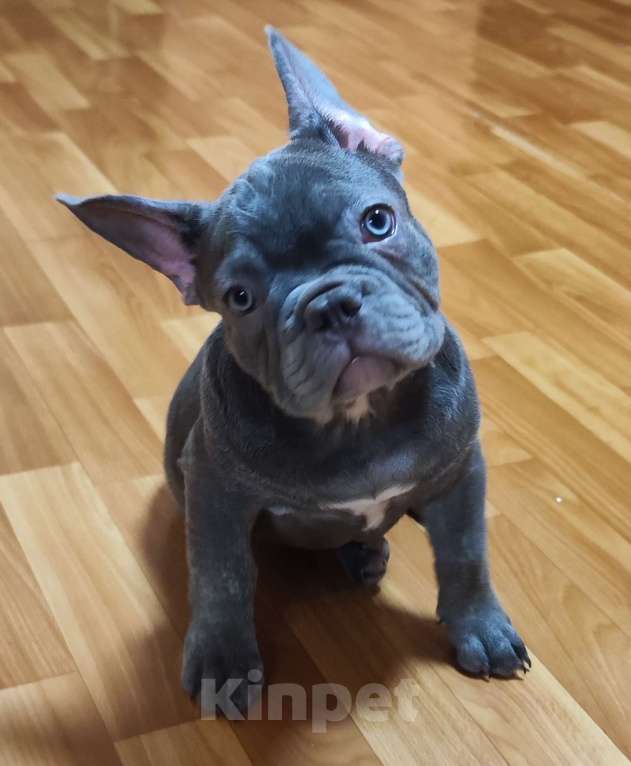 Собаки в Саратове: Продам щенка французского бульдога Мальчик, 35 000 руб. - фото 2