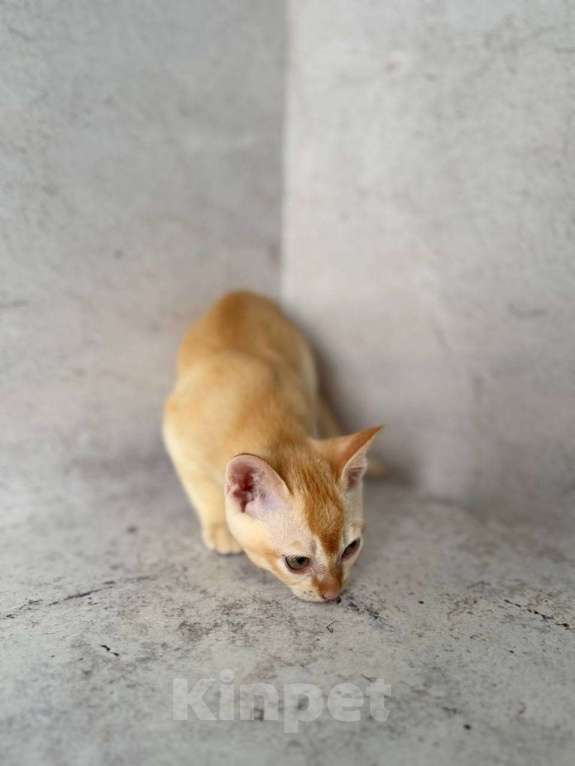 Кошки в Москве: Бурма красного окраса!  Мальчик, 50 000 руб. - фото 4