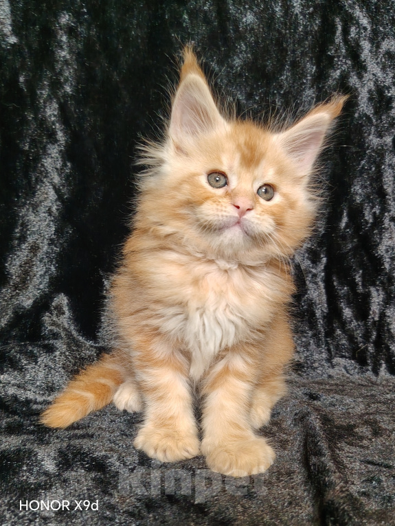 Кошки в Кубинке: Котенок мейн-куна Мальчик, 80 000 руб. - фото 2