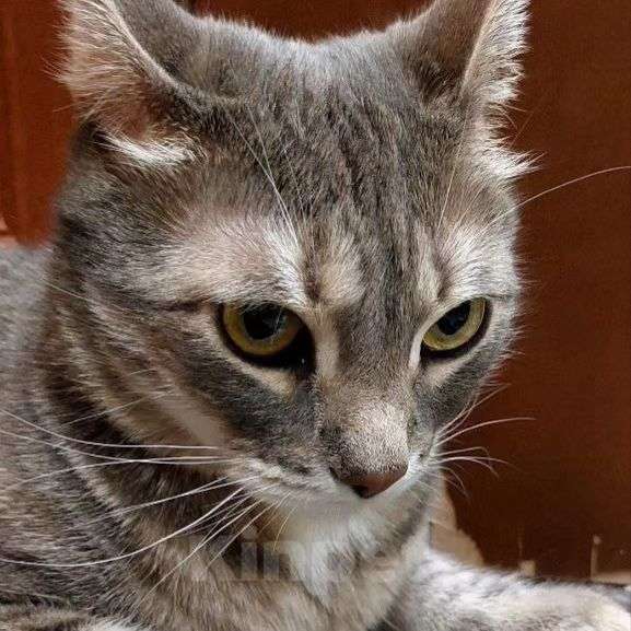 Кошки в Москве: Душераздирающая история одного уже не домашнего котика Мальчик, Бесплатно - фото 3