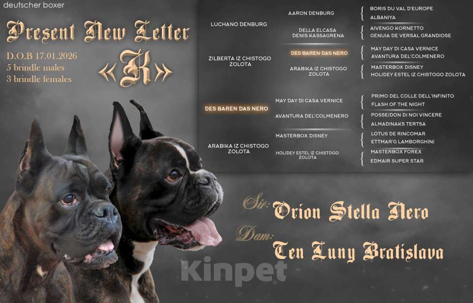 Собаки в Саратове: Щенок Немецкого боксера (девочка) Девочка, Бесплатно - фото 2