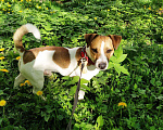 Собаки в Одинцово: Джек Рассел терьер вязка, 1 руб. - фото 4