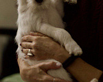 Собаки в Москве: Нежный и бойкий мальчуган  Мальчик, 20 000 руб. - фото 3