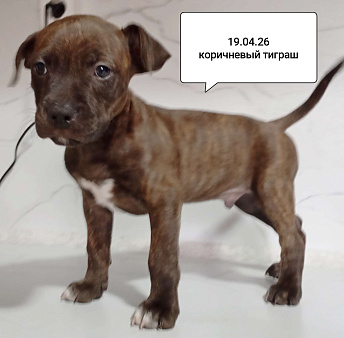 Америкакнский питбультерьер . Мальчик.