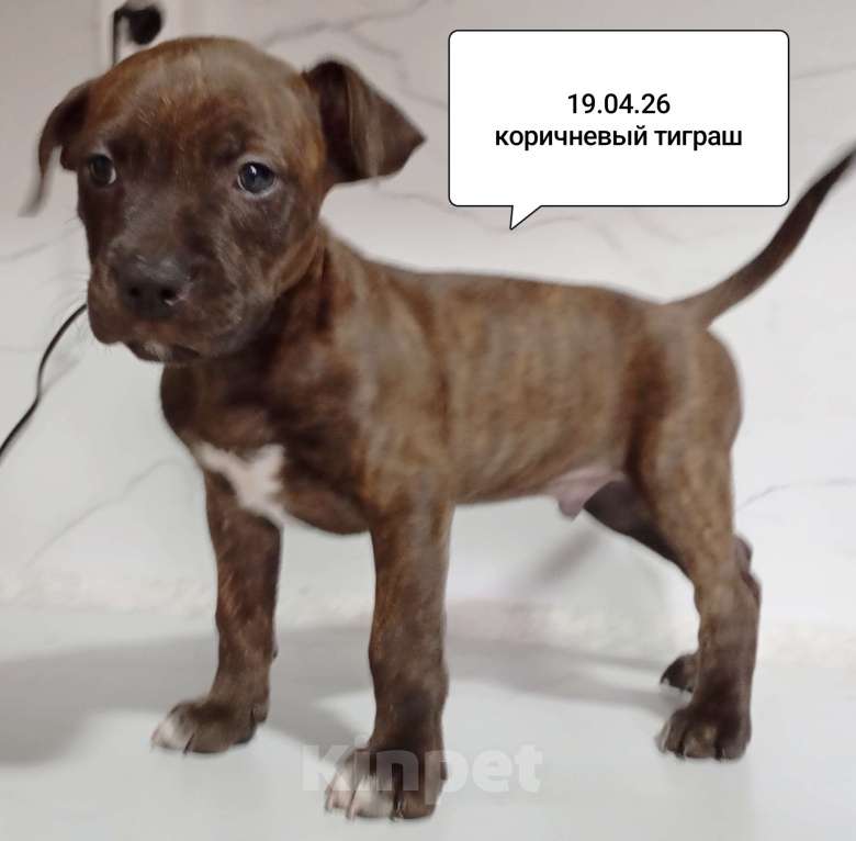 Собаки в других городах Московской области: Америкакнский питбультерьер . Мальчик. Мальчик, 35 000 руб. - фото 5