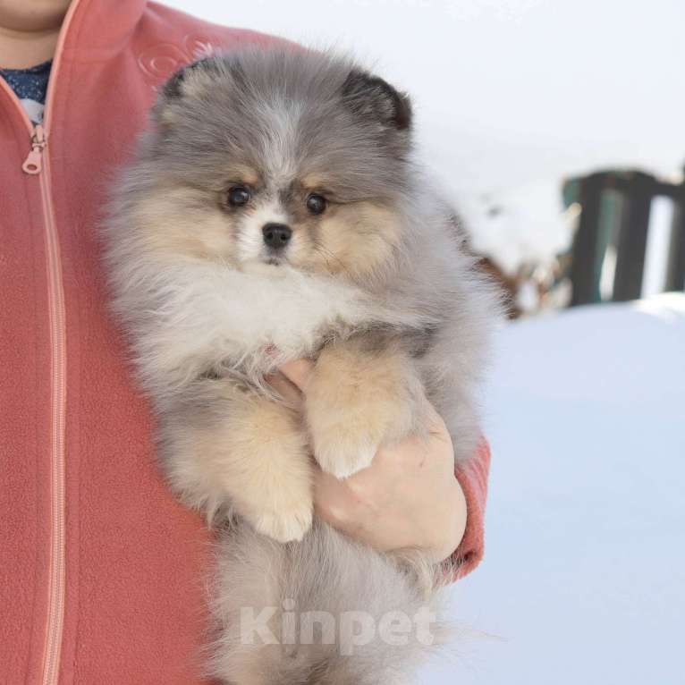 Собаки в Москве: Мраморная ФАНТАСТИЧЕСКАЯ девочка шпица Девочка, 120 000 руб. - фото 4