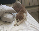 Кошки в Санкт-Петербурге: Кот в добрые руки Мальчик, Бесплатно - фото 7