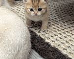 Кошки в Подольске: Шотландские и британские котята Девочка, Бесплатно - фото 3