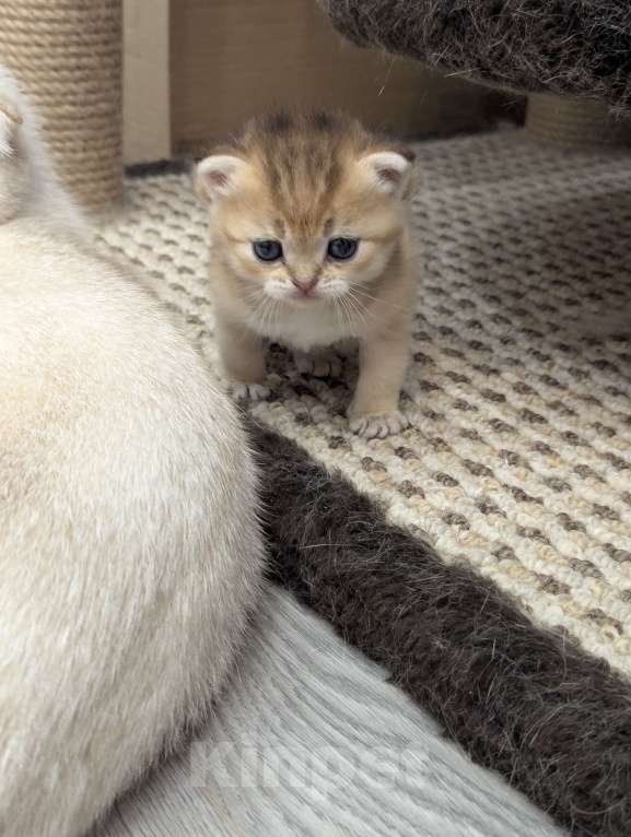 Кошки в Подольске: Шотландские и британские котята Девочка, Бесплатно - фото 3