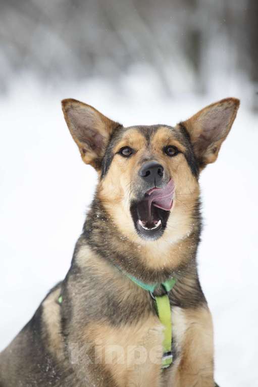 Собаки в Москве: Чуткая и нежная Рокси в поисках дома Девочка, Бесплатно - фото 4
