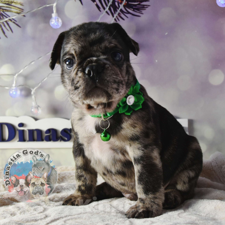 Собаки в Приморско-Ахтарске: Мальчик чёрный мрамор Мальчик, 85 000 руб. - фото 4