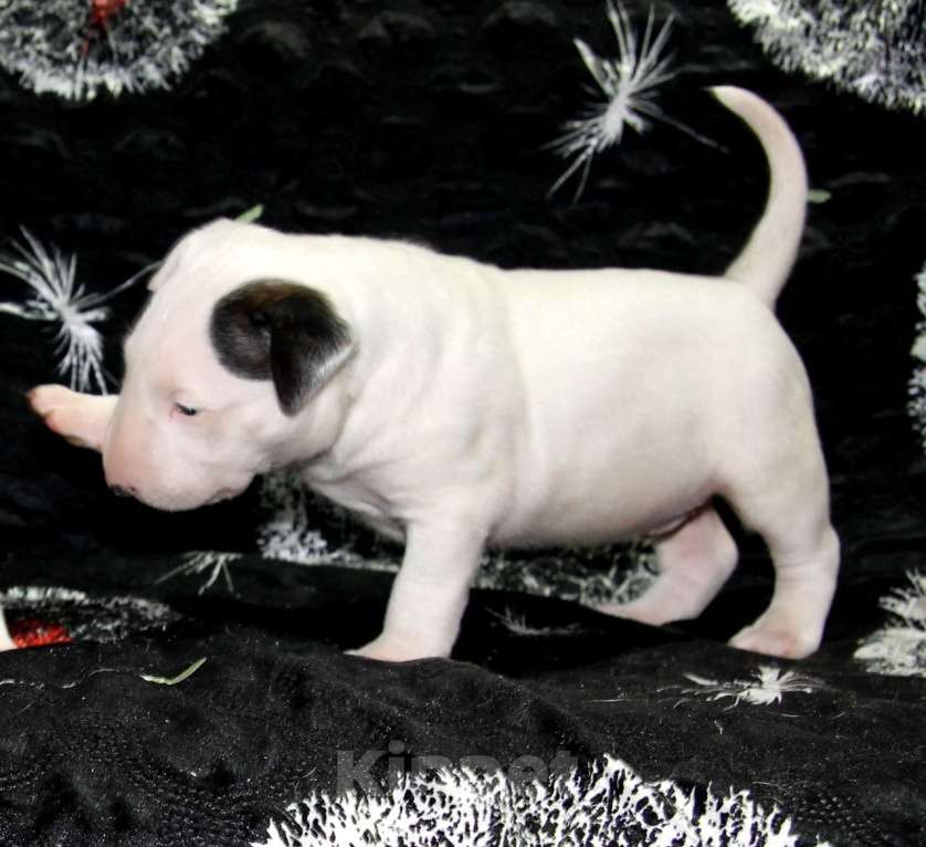 Собаки в Череповце: Предлагаем щенков стандартного бультерьера. Мальчик, Бесплатно - фото 5