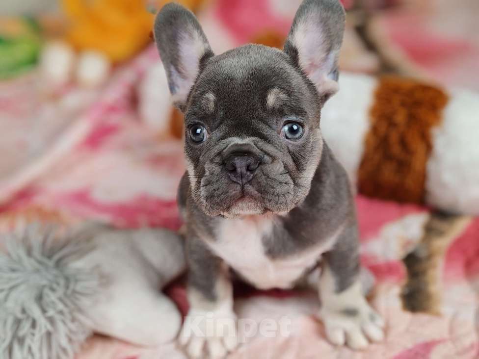 Собаки в Санкт-Петербурге: Шикарный лиловый мальчик  Мальчик, 80 000 руб. - фото 3