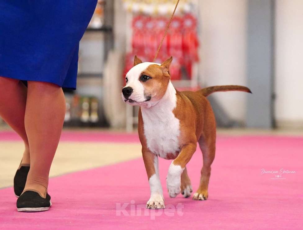Собаки в Краснодаре: Шикарная девочка амстаффа  Девочка, 90 000 руб. - фото 4