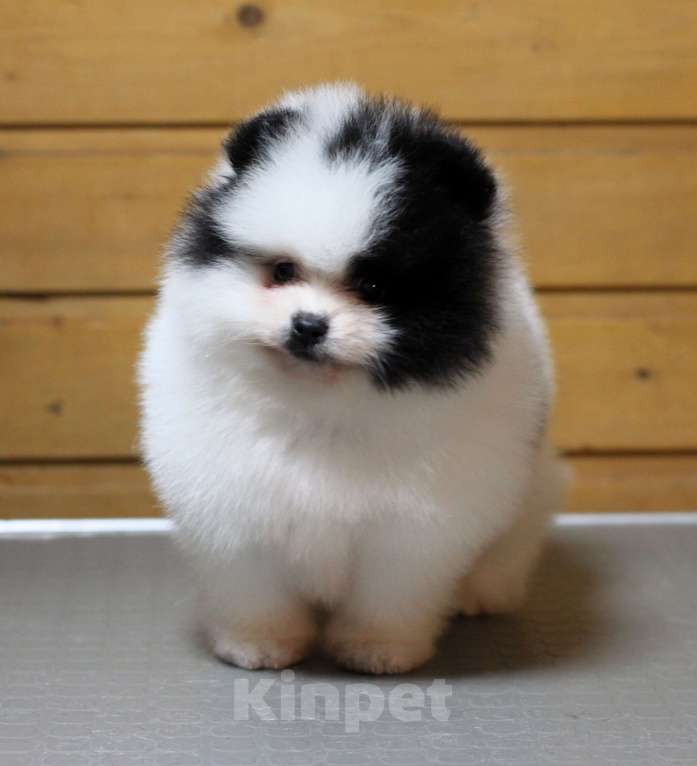 Собаки в Москве: Померанский шпиц. Очень красивый бело-черный мальчик. Мальчик, Бесплатно - фото 3