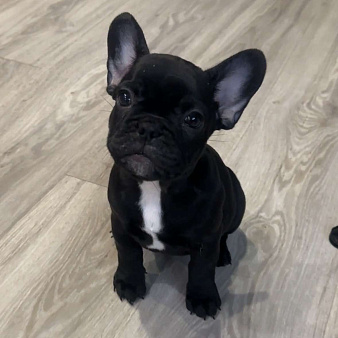 Французский бульдог, щенок