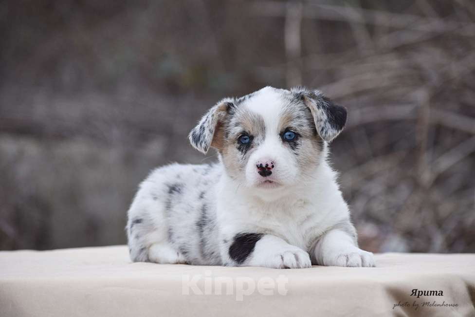 Собаки в Домодедово: Щенок вельш корги кардиган Девочка, 60 000 руб. - фото 4