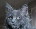 Кошки в Химках: Мейнкун котята классика Мальчик, 15 000 руб. - фото 1