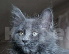 Кошки в Химках: Мейнкун котята классика Мальчик, 15 000 руб. - фото 1
