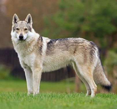 Чехословацкий влчак