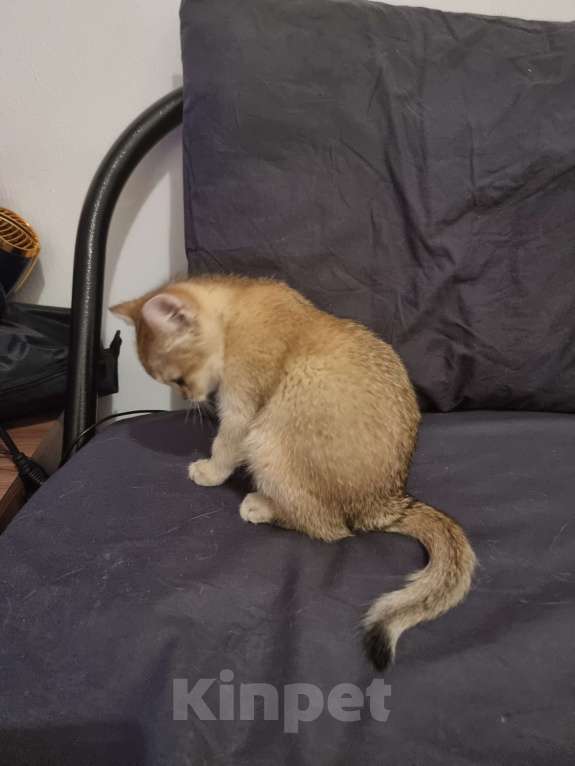 Кошки в Москве: Золотая шиншилла  Девочка, 20 000 руб. - фото 8