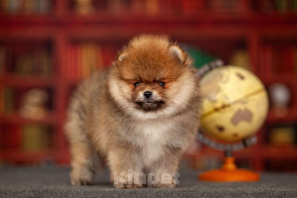 Собаки в Москве: Щенки померанского шпица Мальчик, 50 000 руб. - фото 3