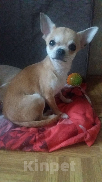 Собаки в Москве: Чихуахуа девочка рыжая Девочка, Бесплатно - фото 3