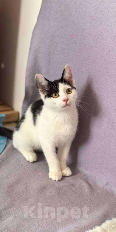 Кошки в других городах Московской области: Федя Мальчик, Бесплатно - фото 3