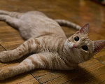 Кошки в Москве: Котенок Сиенна ищет дом Девочка, Бесплатно - фото 3