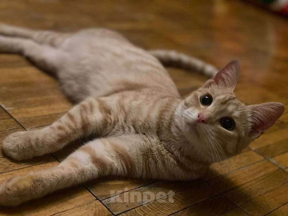 Кошки в Москве: Котенок Сиенна ищет дом Девочка, Бесплатно - фото 3