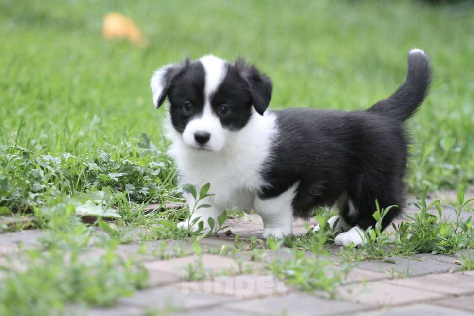 Собаки в Москве: Щенки вельш корги кардиган Мальчик, Бесплатно - фото 5