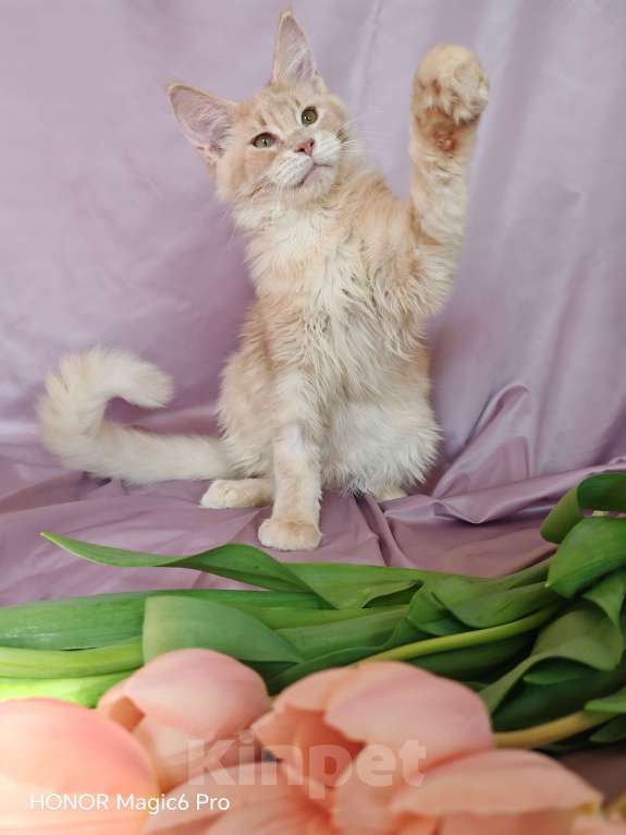 Кошки в Воронеже: Мальчик мейн куна Мальчик, 35 000 руб. - фото 5