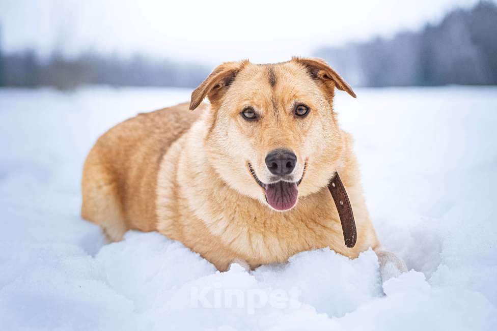 Собаки в Клине: Линдси — ладная собачка Девочка, Бесплатно - фото 1