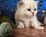 Кошки в Краснодаре: Невский мальчик Мальчик, 40 000 руб. - фото 3