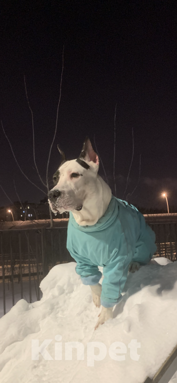 Собаки в Москве: Щенок амстаффа 8 месяцев  Мальчик, 1 000 руб. - фото 5