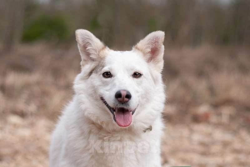 Собаки в Москве: Прекрасная домашняя собачка Шарлотта в дар Девочка, 1 руб. - фото 7