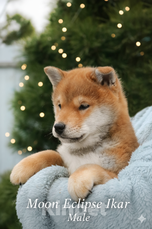 Собаки в Бронницах: Щенок сиба Икар Мальчик, 80 000 руб. - фото 3